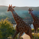 Illustration for article titled In iPlanet Zoo/i, You Can Only Get Good By Learning Facts About Animals